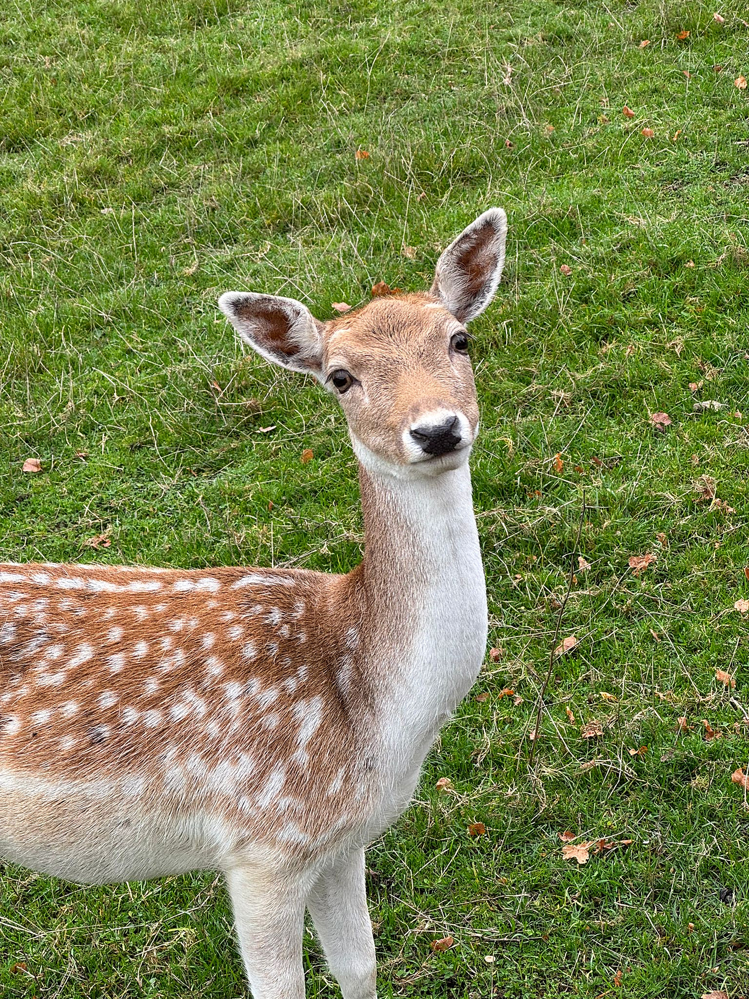 Biche curieuse dans le parc du château
