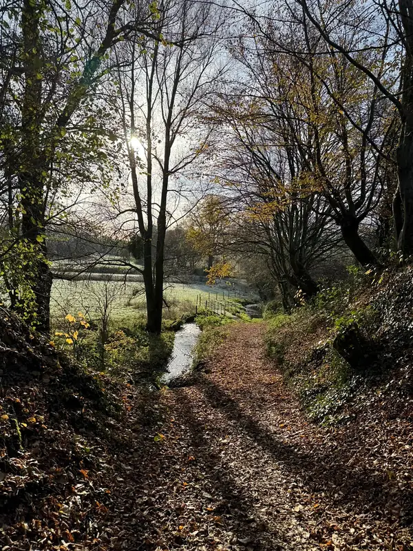 Chemin forestier couvert de feuilles d'automne