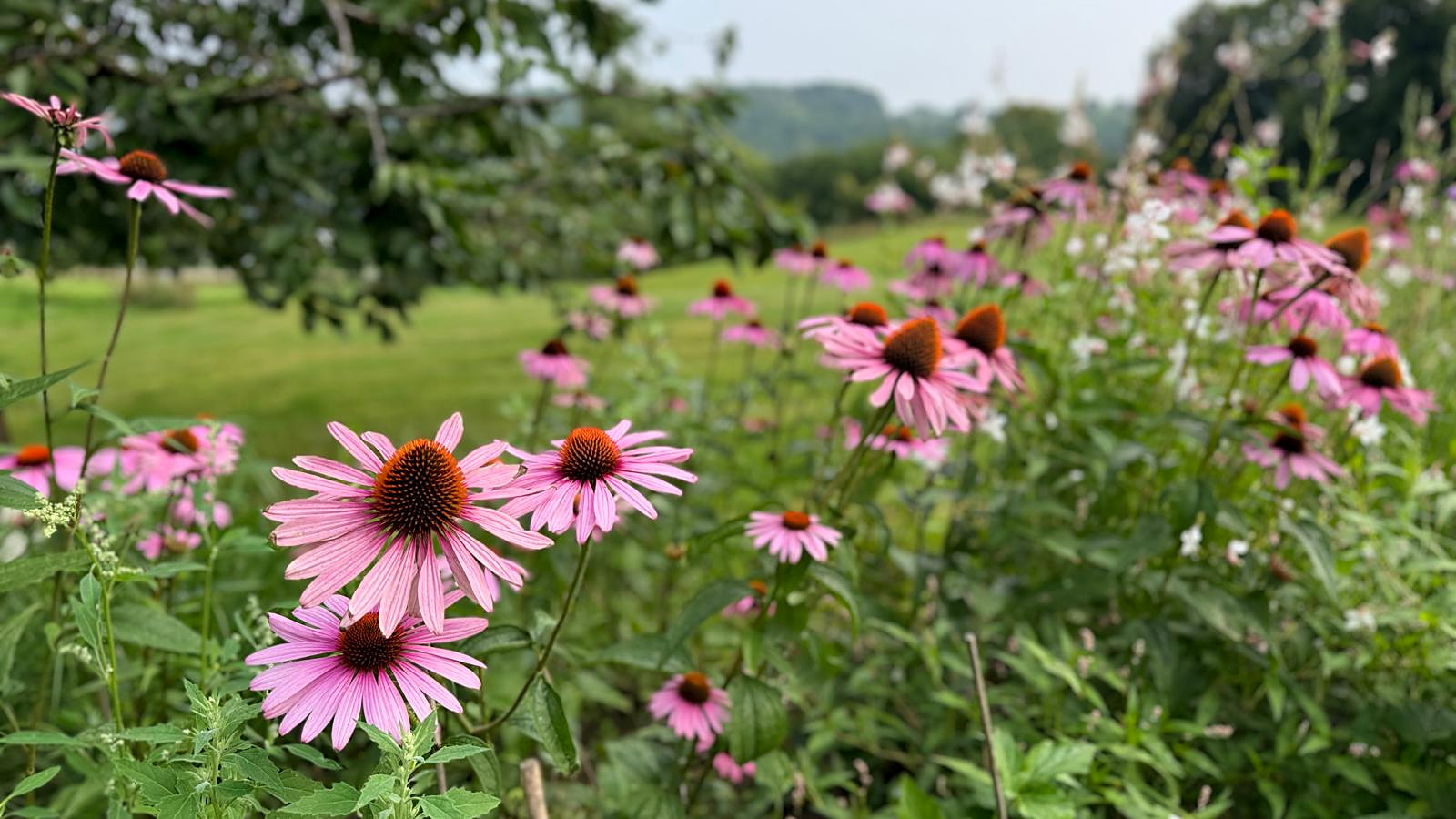 Échinacées en fleur dans le jardin du domaine