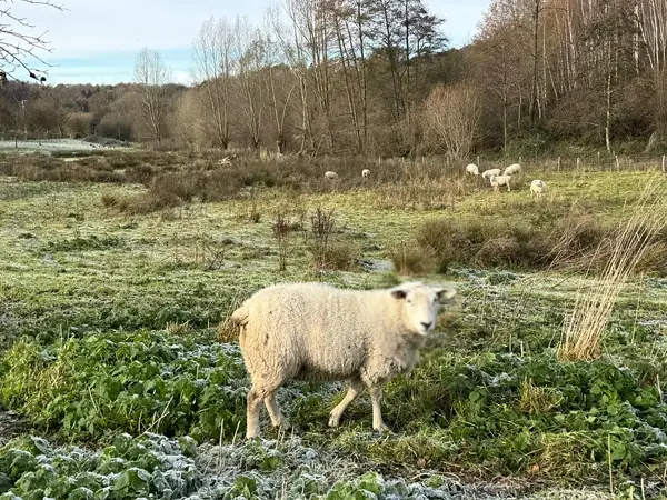 Moutons dans les prairies givrées du domaine