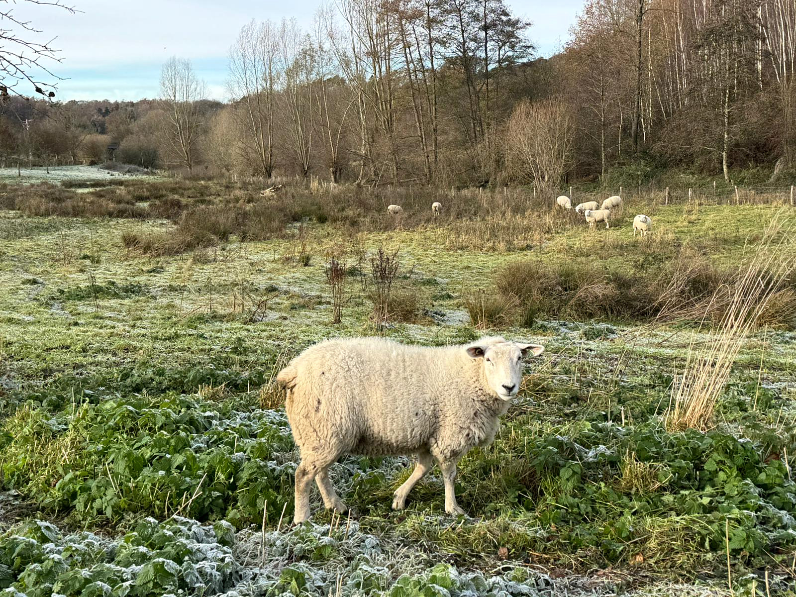 Moutons dans les prairies givrées du domaine
