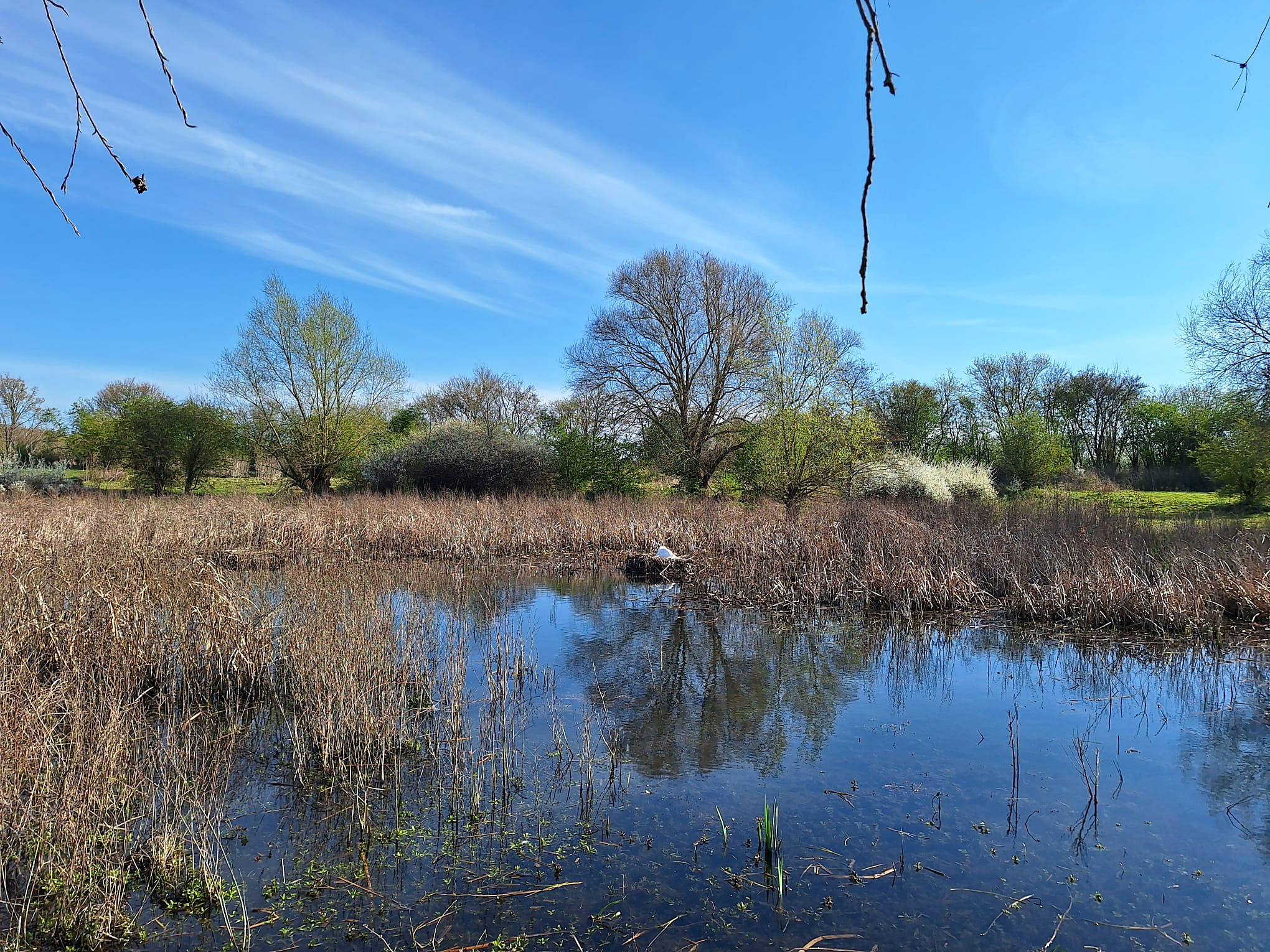Étang paisible entouré de nature au printemps