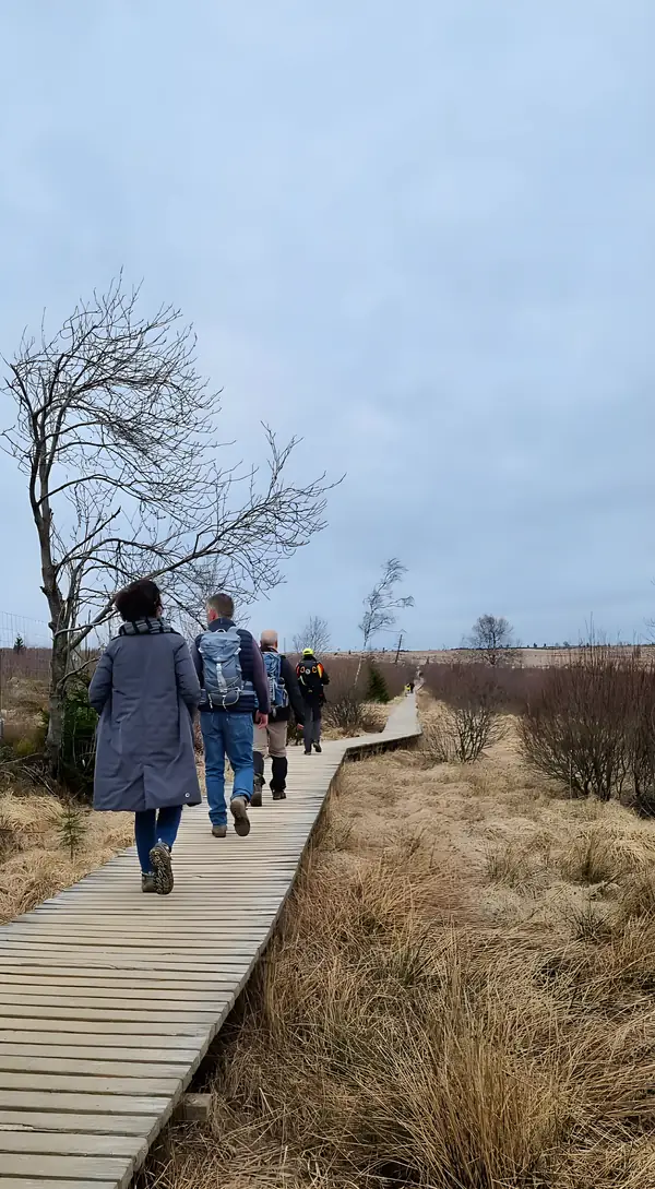 Randonnée sur les passerelles des fagnes