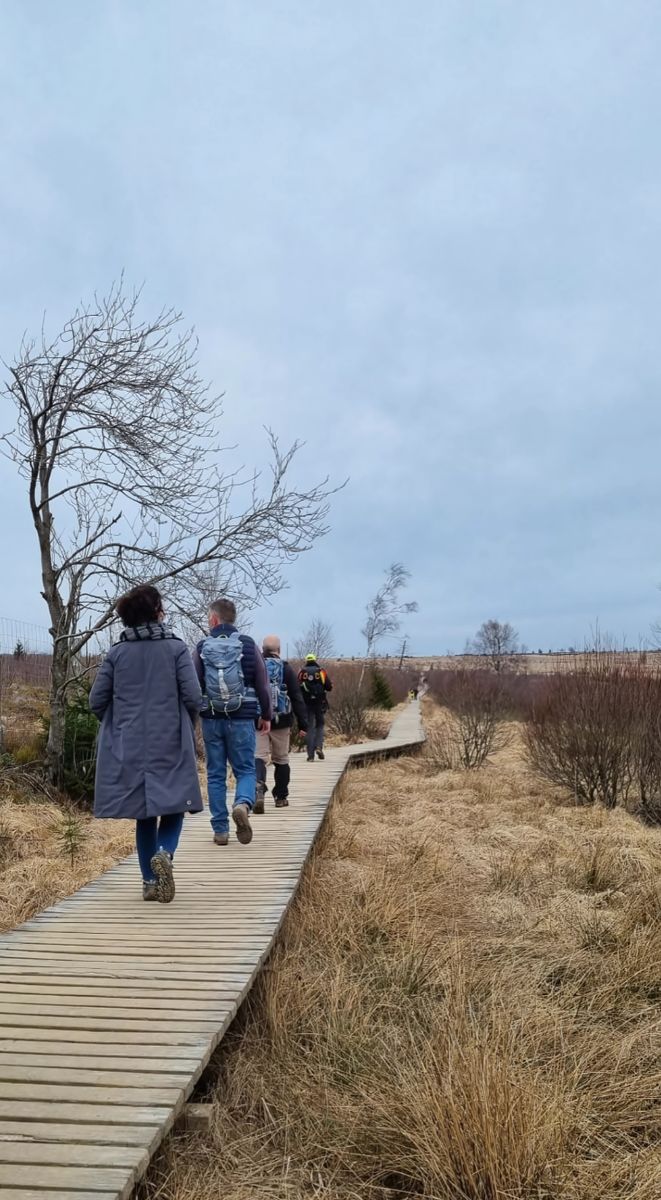 Randonnée sur les passerelles des fagnes
