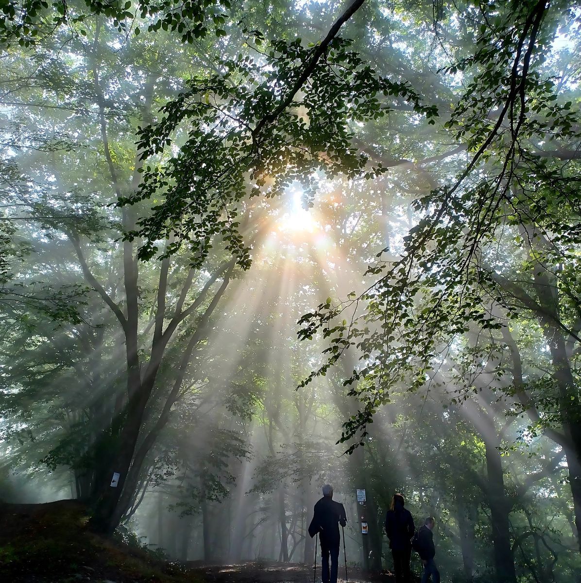 Rayons de soleil à travers les arbres