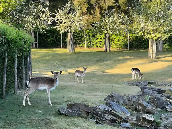 Biches dans le parc du domaine