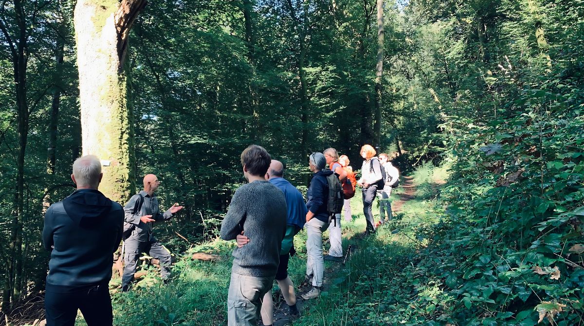 Promenade en groupe dans la forêt