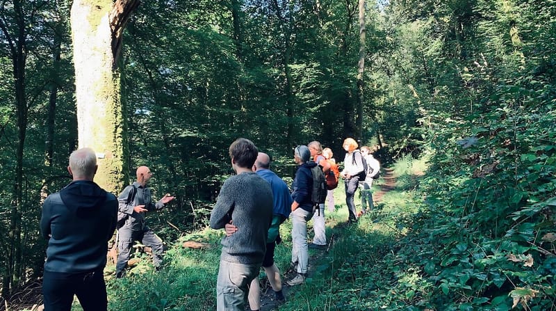 Promenade en groupe dans la forêt verdoyante